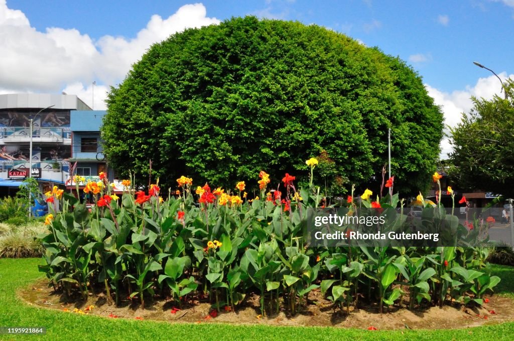 Canna lilies in front of tree in Parque Central, La Fortuna, Costa Rica