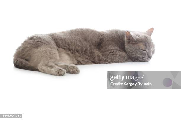 sleeping cat on a white background - cat and white background stockfoto's en -beelden