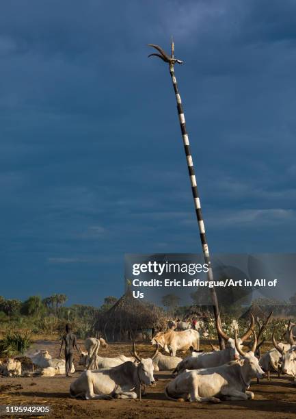 Long horns cows in a Mundari tribe camp, Central Equatoria, Terekeka, South Sudan on November 27, 2019 in Terekeka, South Sudan.