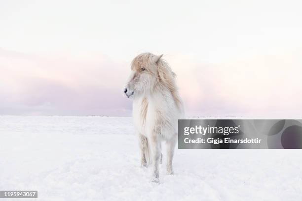 icelandic horse standing in a snow looking away-polar horse - 冰島馬 個照片及圖片檔
