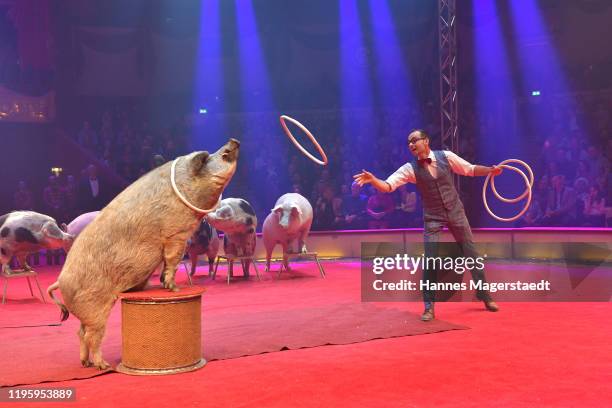 Lars Hölscher performs with pigs at the premiere of the Circus Krone new winter program on December 25, 2019 in Munich, Germany.