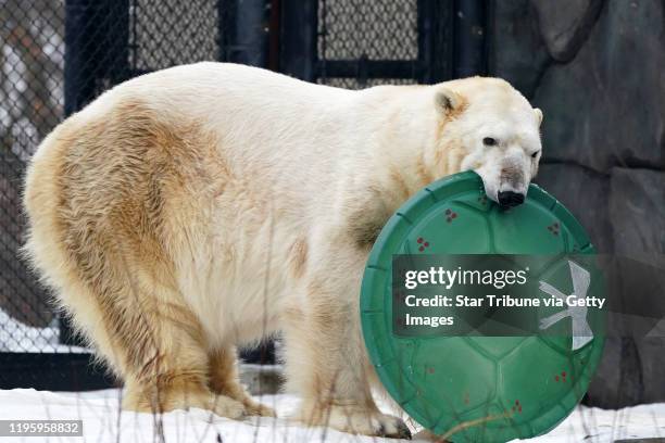 St. Paul, MN-December 25: vThe Como Park Zoo's two polar bear brothers Buzz and Neil played with their Christmas toys Wednesday afternoon to the...