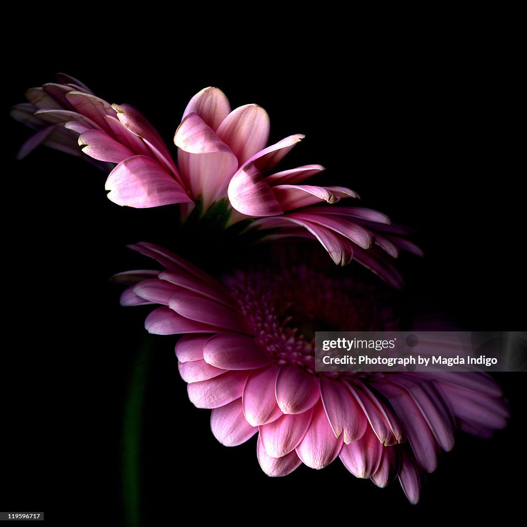 Pink Gerbera