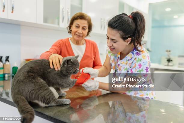 injured cat with bandaging on leg - cat leg injury stock pictures, royalty-free photos & images