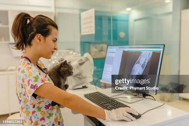 vets examining x-ray - x ray image stock pictures, royalty-free photos & images