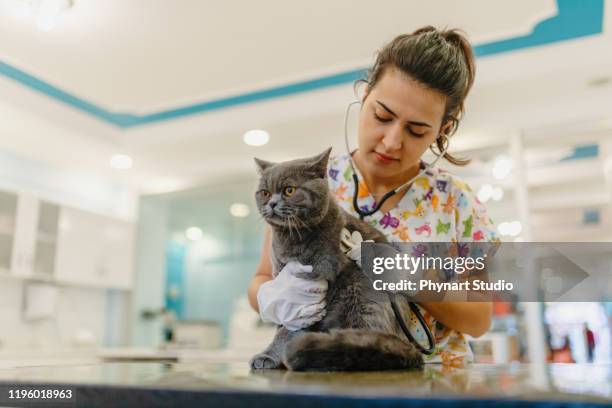 chat d'examen de vétérinaire - blouse dexamen médical photos et images de collection