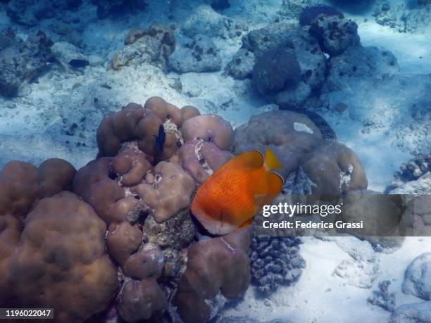 yellow chaetodon semeion (dotted butterflyfish) - dotted butterflyfish stock pictures, royalty-free photos & images