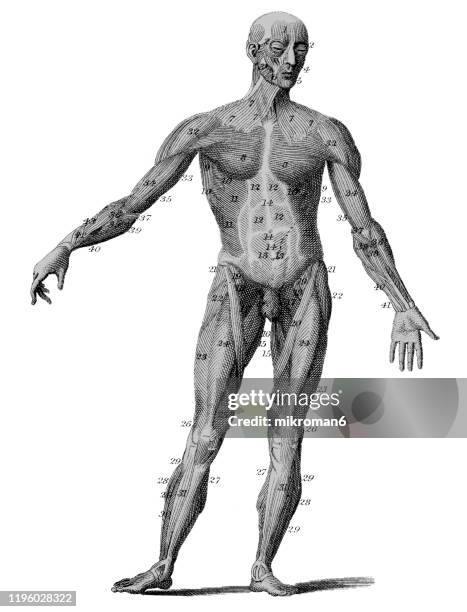 old engraved illustration of anatomy, popular encyclopedia published 1894 - body stock pictures, royalty-free photos & images