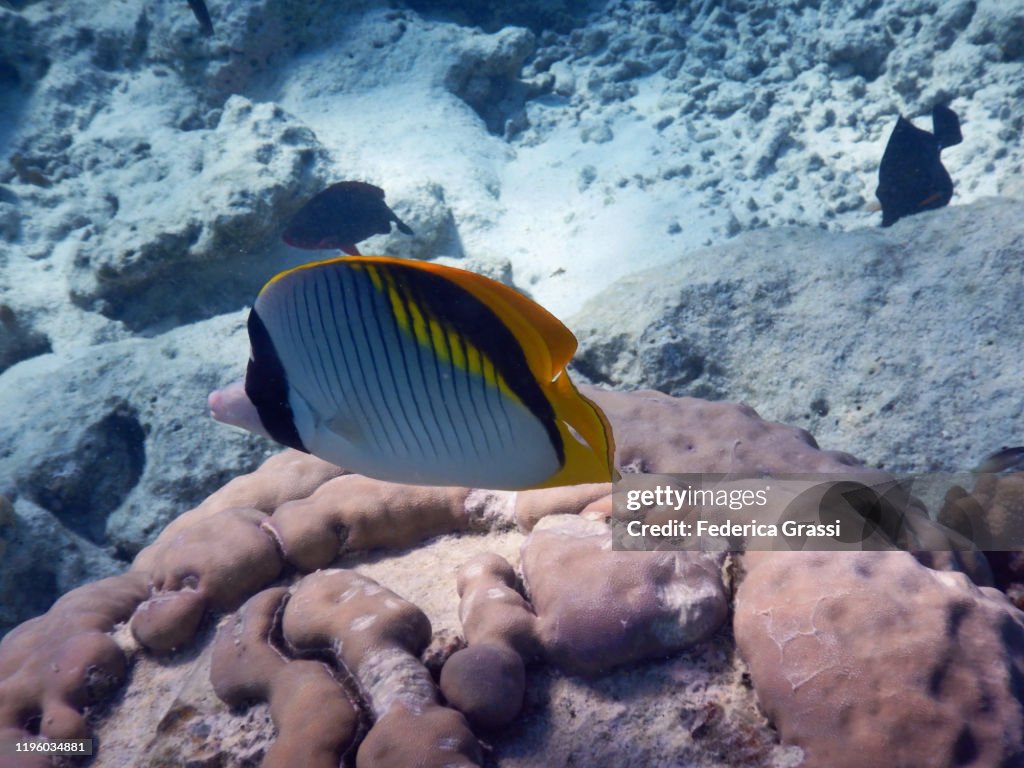 Saddleback Butterflyfish (Chaetodon falcula), Fihalhohi Island, Maldives