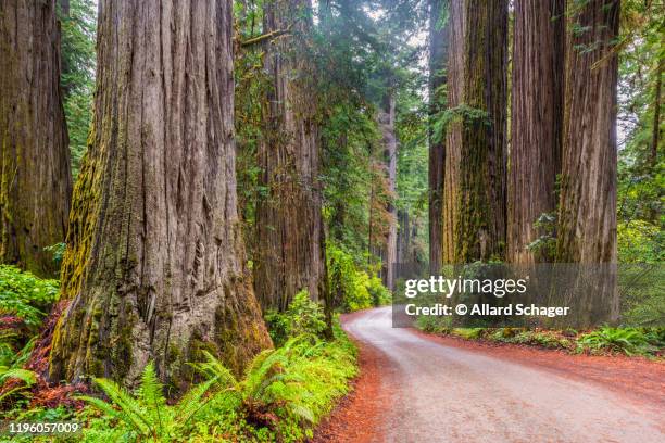dirt road in redwood national park california - redwood national park imagens e fotografias de stock