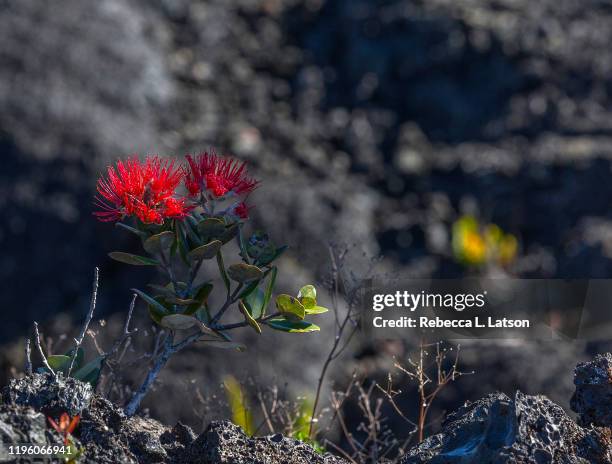 ohia bloom - vulkaanlandschap stockfoto's en -beelden