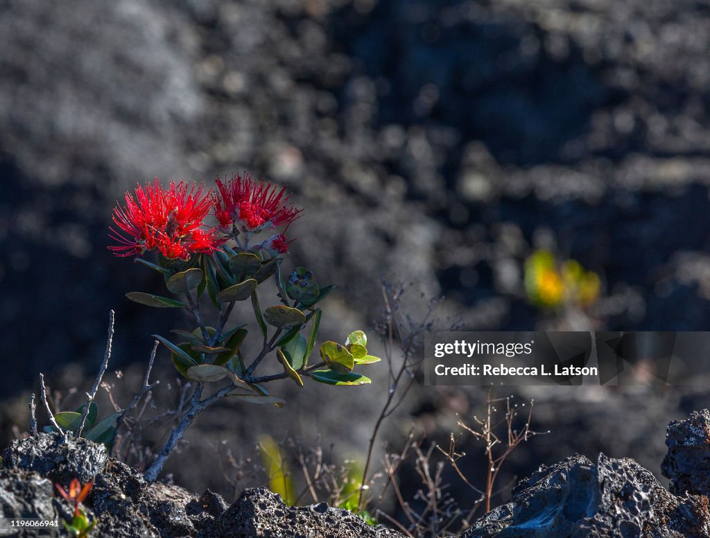 Ohia Bloom