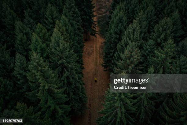 male hiker standing on dirt road in forest, aerial view - forest drone stock pictures, royalty-free photos & images