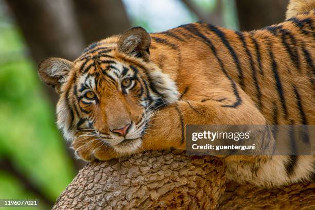 tigre de bengala (panthera tigris tigris) en un árbol, tiro de vida silvestre - bengal tiger fotografías e imágenes de stock