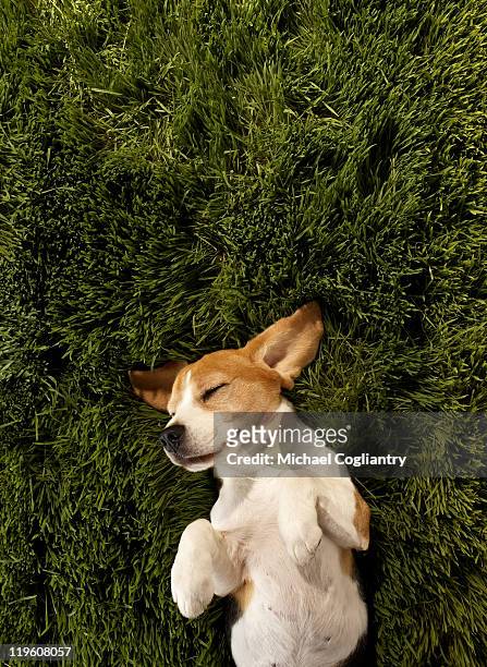 dog in lying in grass sleeping - carino foto e immagini stock
