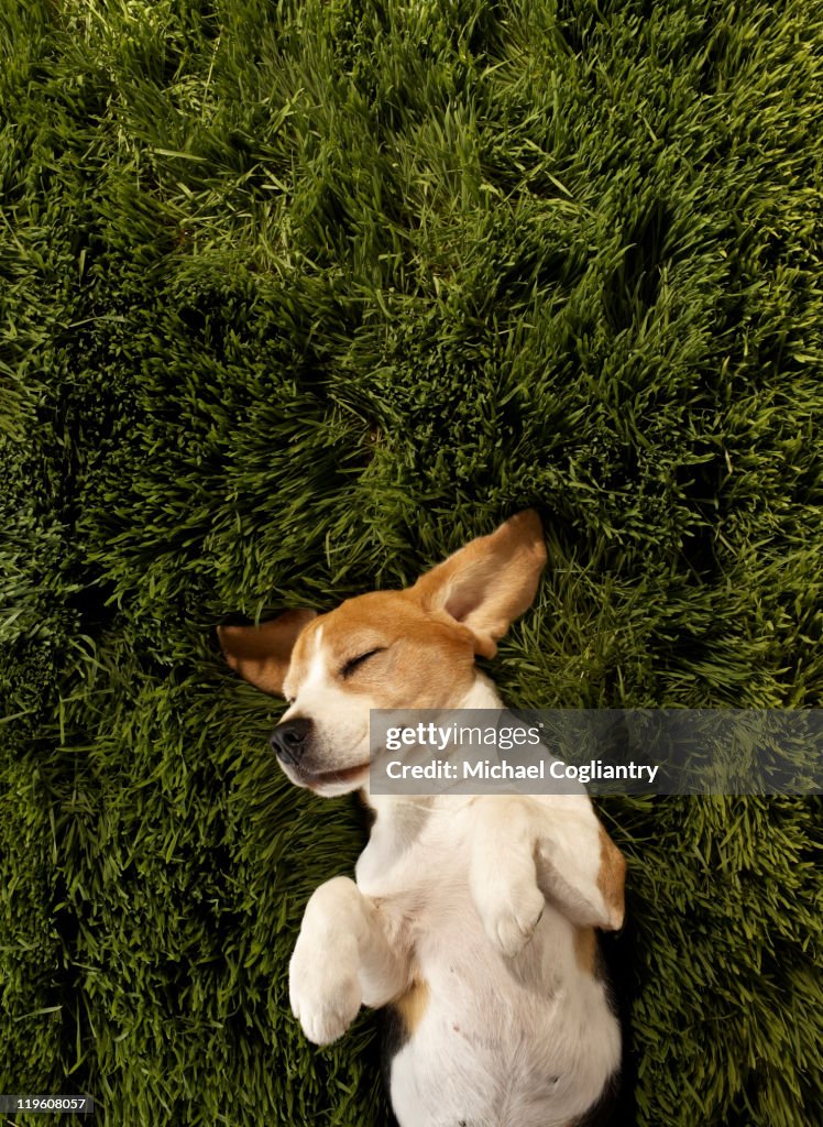 Dog in lying in grass sleeping