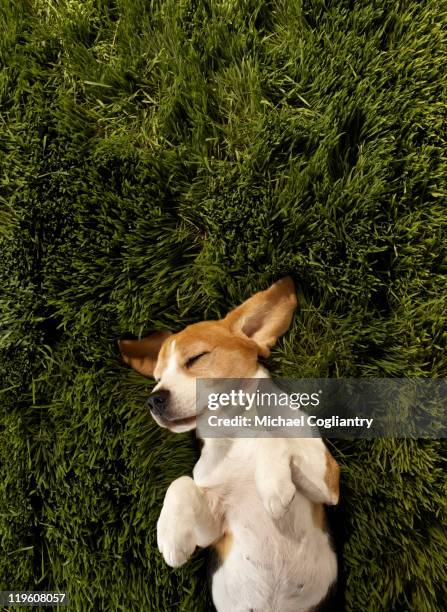 dog in lying in grass sleeping - very very cute puppies stock pictures, royalty-free photos & images