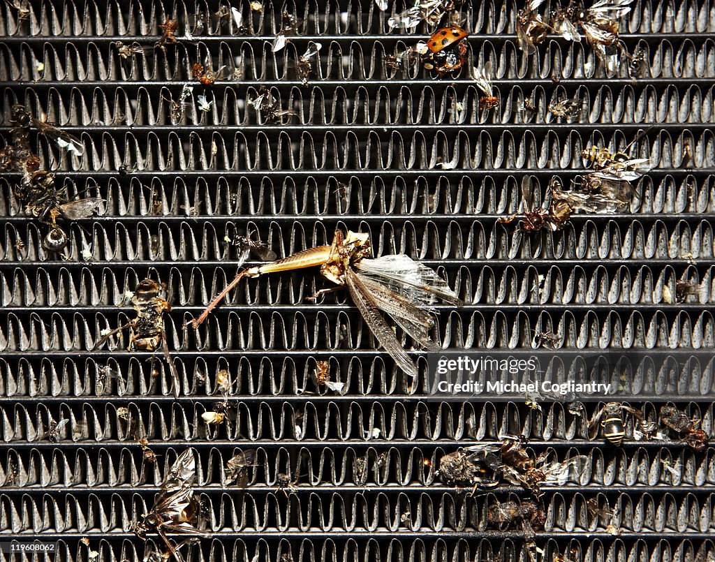 Bug in automobile radiator