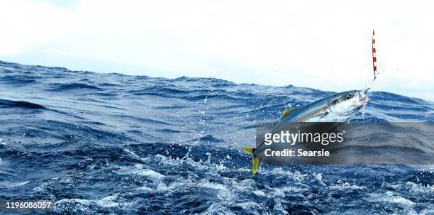 fishing with kingfish hooked on a lure jumping - fish jumping stock pictures, royalty-free photos & images