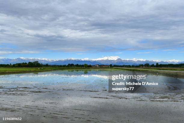 monte rosa reflecting in the rice fields - rice paddy foto e immagini stock