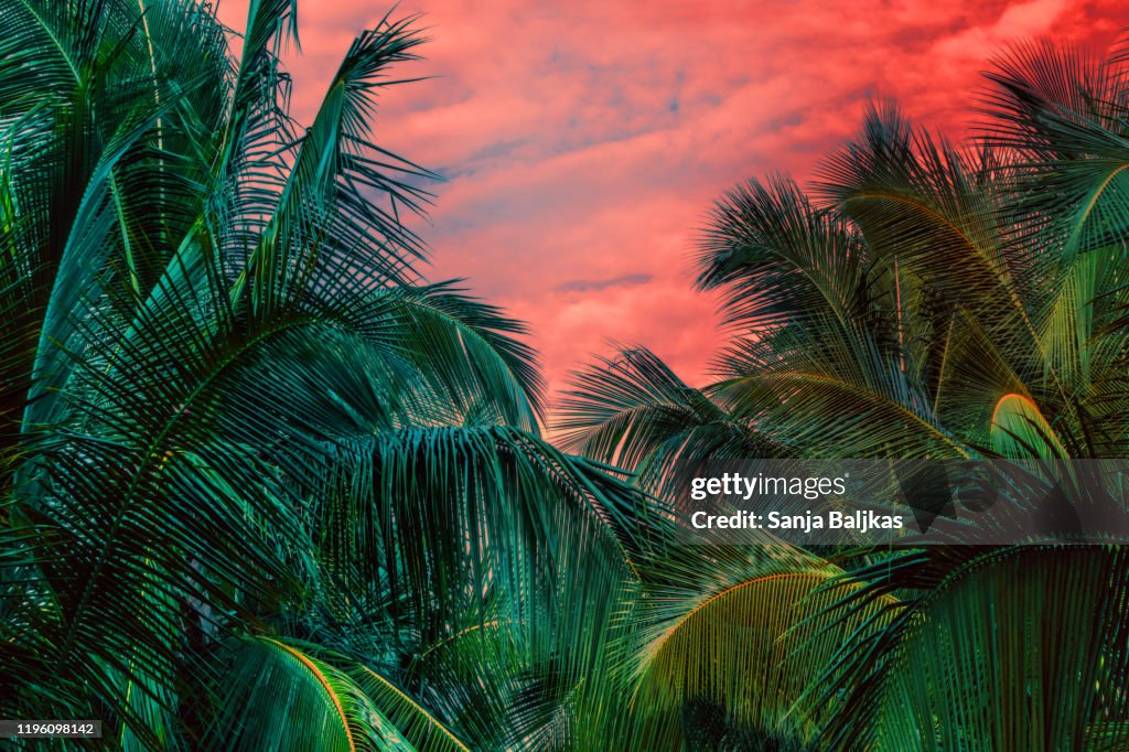 Dreamy palm trees in jungle