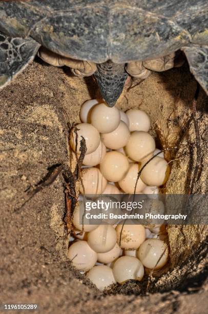 leatherback sea turtle eggs being laid on the beach in baguan island, philippines - leatherback turtle stock pictures, royalty-free photos & images