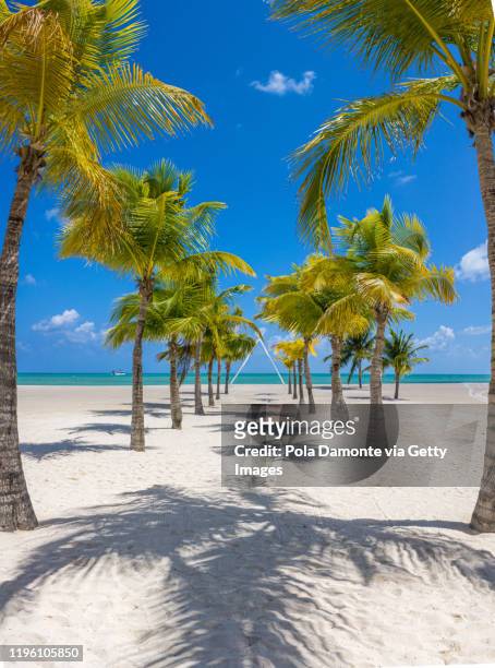 palm trees path to the paradise white sand beach in the caribbean island of cozumel, mexico - cozumel fotografías e imágenes de stock