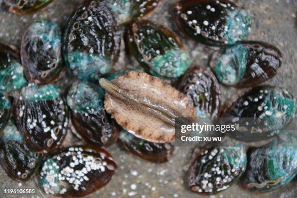 abalone breeding base - abalone stock pictures, royalty-free photos & images