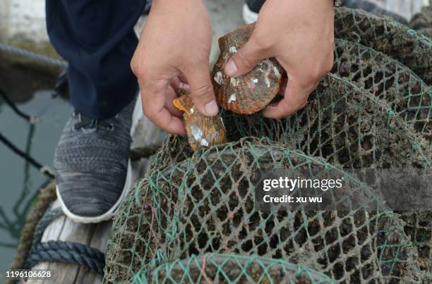 holding oysters in a farm - sea scallops meal stock pictures, royalty-free photos & images