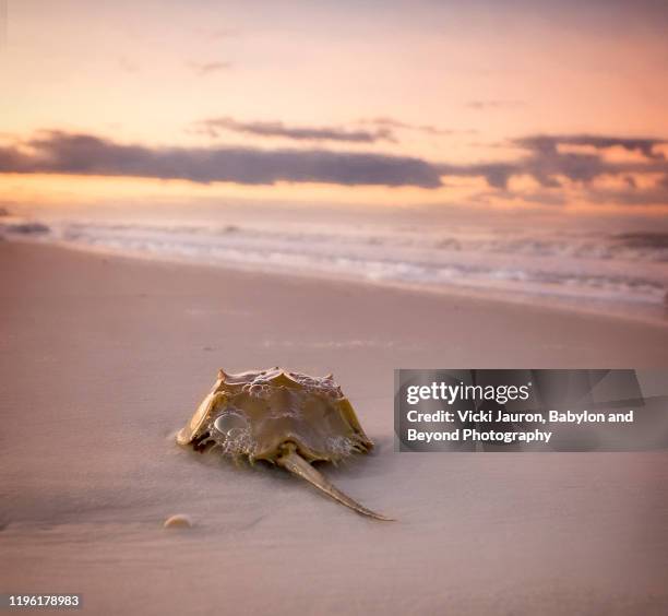 horseshoe crab following sunrise at fort myers beach, florida - granchio reale foto e immagini stock