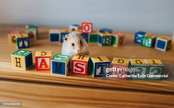 hamster? - hamster cage stock pictures, royalty-free photos & images