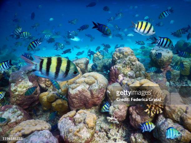 shoal of abudefduf saxatilis (sergeant major fish), fihalhohi island, maldives - sergeant major fish stock pictures, royalty-free photos & images