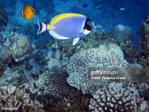powder blue surgeonfish (acanthurus leucosternon), fihalhohi island, maldives - dotted butterflyfish stock pictures, royalty-free photos & images