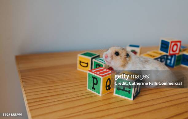 hamster hiding behind blocks - hamster cage stock pictures, royalty-free photos & images