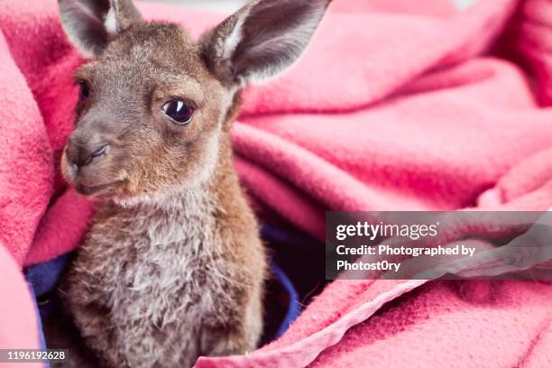 baby kangaroo - joey - joey kangaroo photos et images de collection