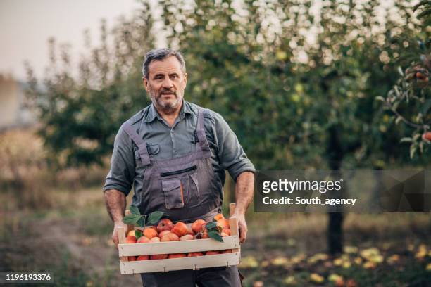 old man in orchard holding a crate full with apples - crate stock pictures, royalty-free photos & images