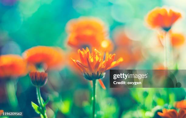 english marigold flower bed in bloom meadow with sunlight - teal flowers stock pictures, royalty-free photos & images