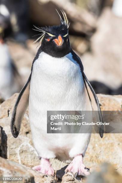 colony of free rockhopper penguins in the falklands - rockhopper penguin stock pictures, royalty-free photos & images