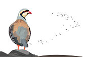 Vector bird. Chukar Partridge. Vector image. White background.