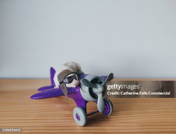 piloting hamster - aviation hat stock pictures, royalty-free photos & images