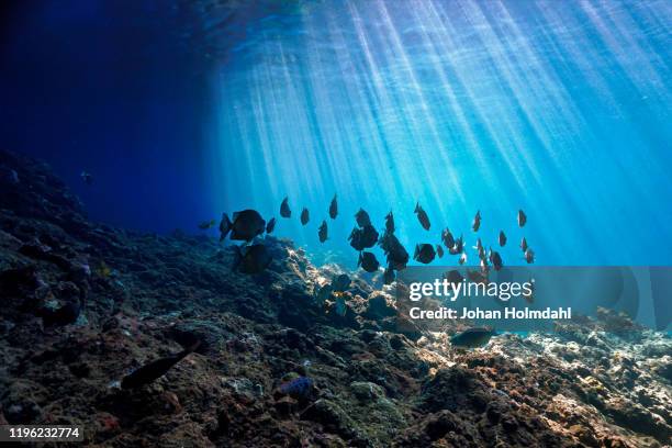 magic places underwater - marine aquarium foto e immagini stock