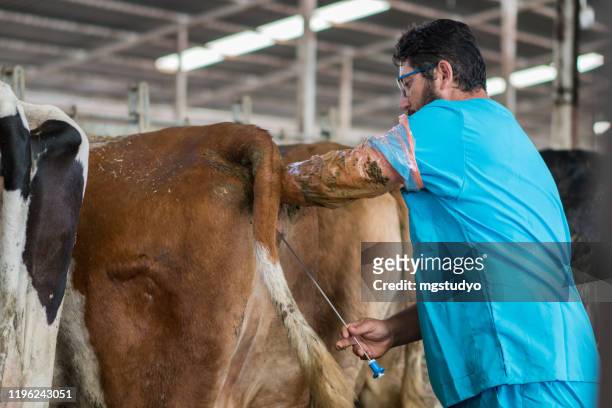 fertility testing dairy cattle - artificial insemination stock pictures, royalty-free photos & images
