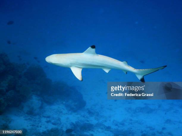 blacktip reef shark, fihalhohi island, maldives - blacktip reef shark foto e immagini stock