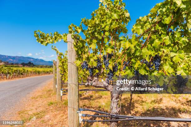 red wine grapes in vineyard in napa valley california - californië stock pictures, royalty-free photos & images