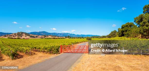 panoramic view on vineyards in napa valley california - californië 個照片及圖片檔