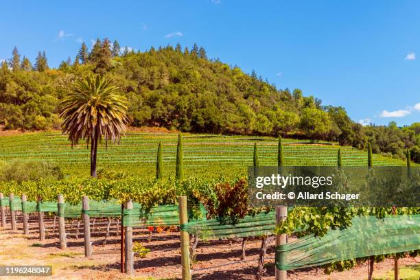 palm tree in vineyard in napa valley california - californië 個照片及圖片檔