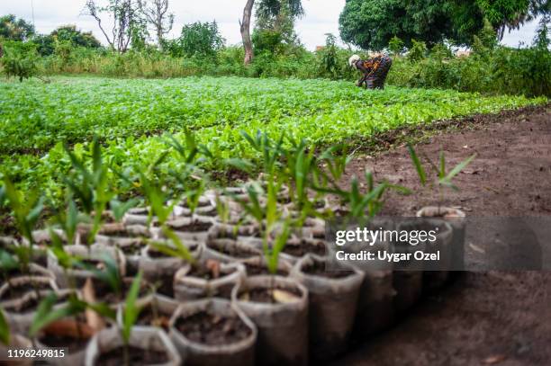 residents of tanghin district. ouagadougou-burkina faso - ouagadougou stock-fotos und bilder