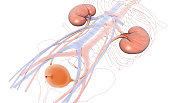 3D illustration urinary system, kidneys, ureters and urinary bladder. - Ilustración.