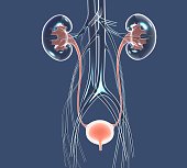 3D illustration urinary system, kidneys, ureters and urinary bladder.