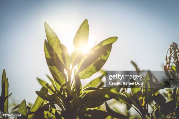 close-up of sage leaves - herbal medicine imagens e fotografias de stock